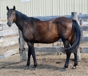 (Kelly) FQHR Miss Dolly